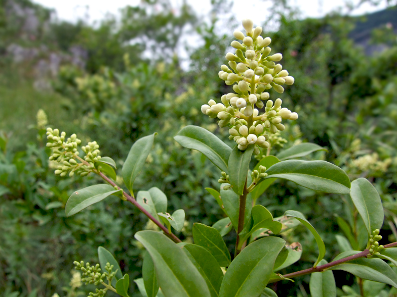 Ligustrum vulgare