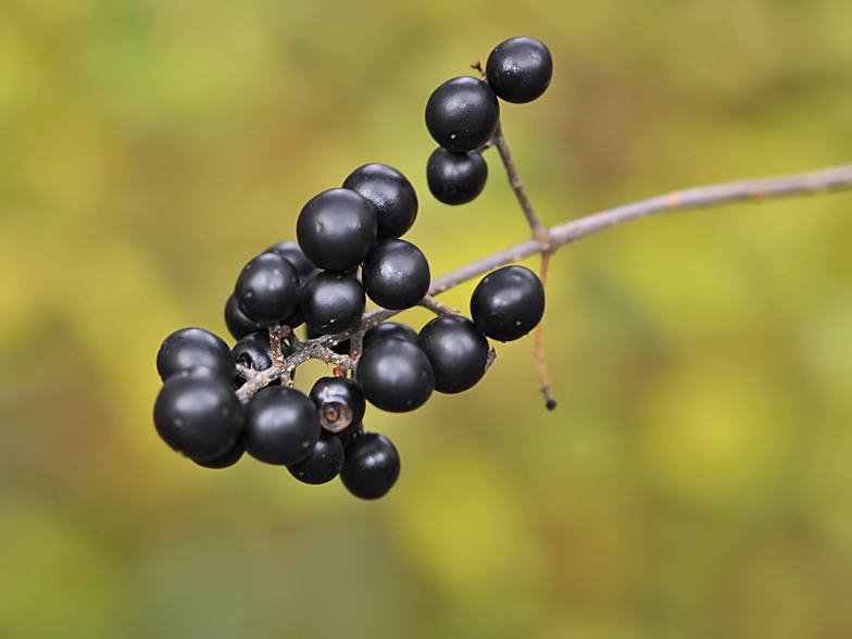 Ligustrum vulgare