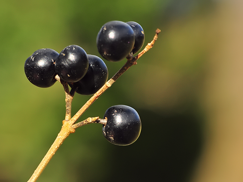 Ligustrum vulgare