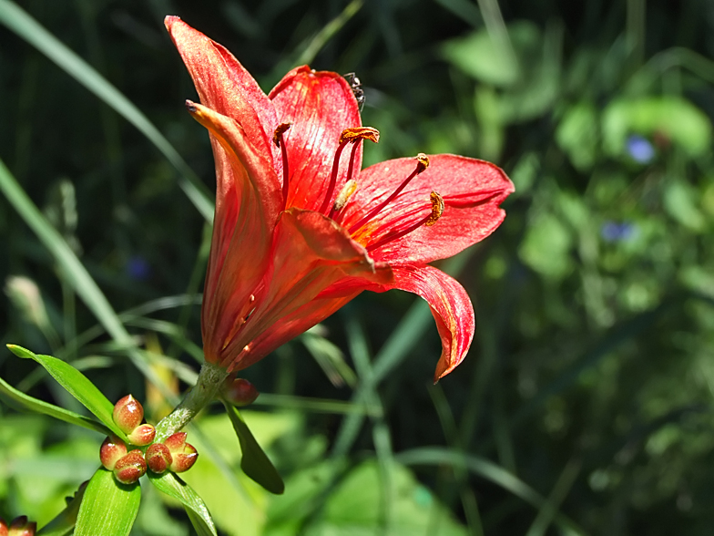 Lilium bulbiferum var. bulbiferum