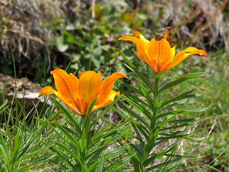 Lilium bulbiferum ssp croceum