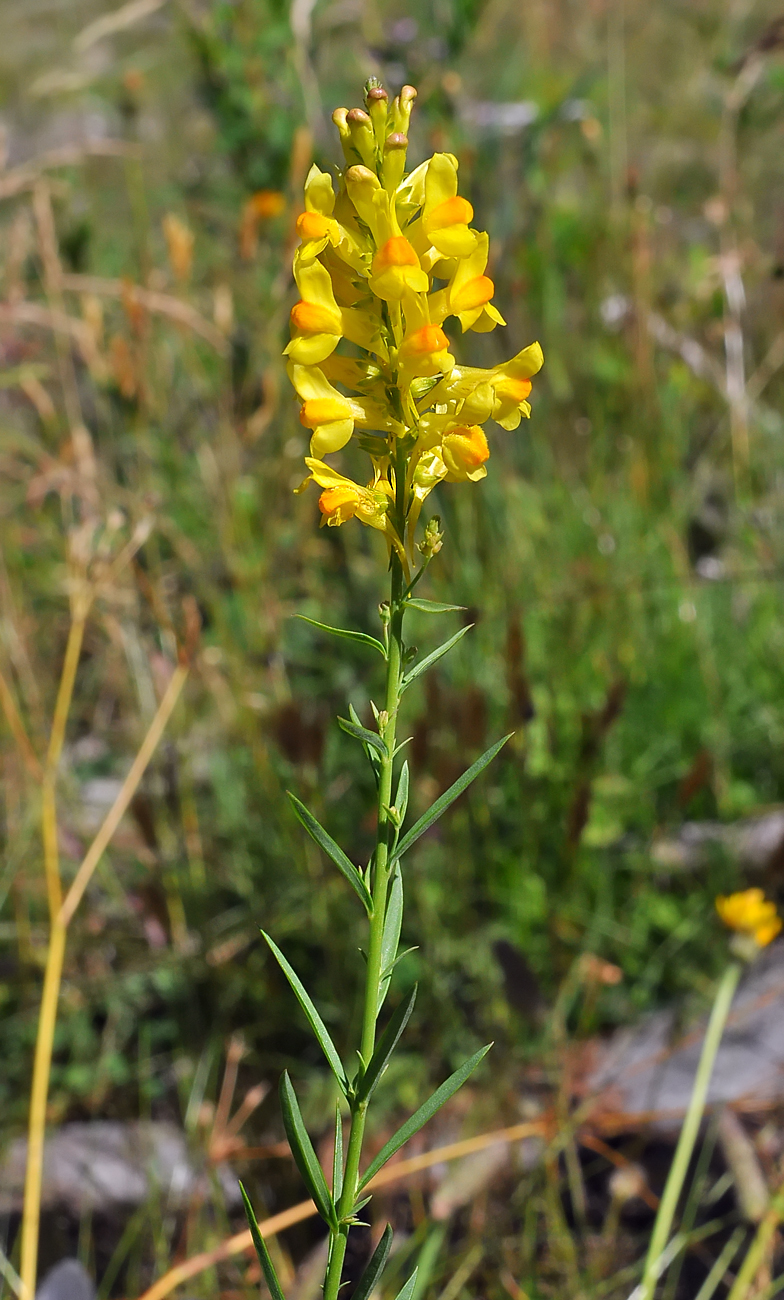 Linaria angustissima