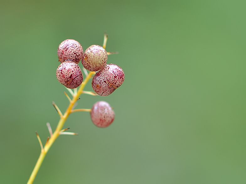 Maianthemum bifolium fruits
