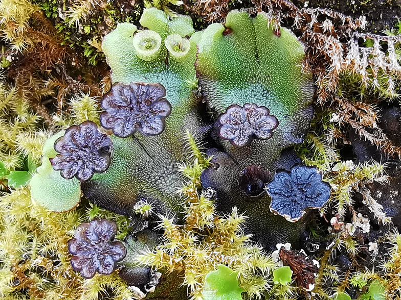 Marchantia polymorpha