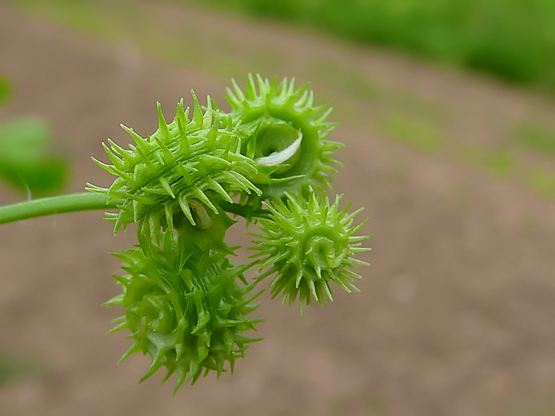 Medicago arabica