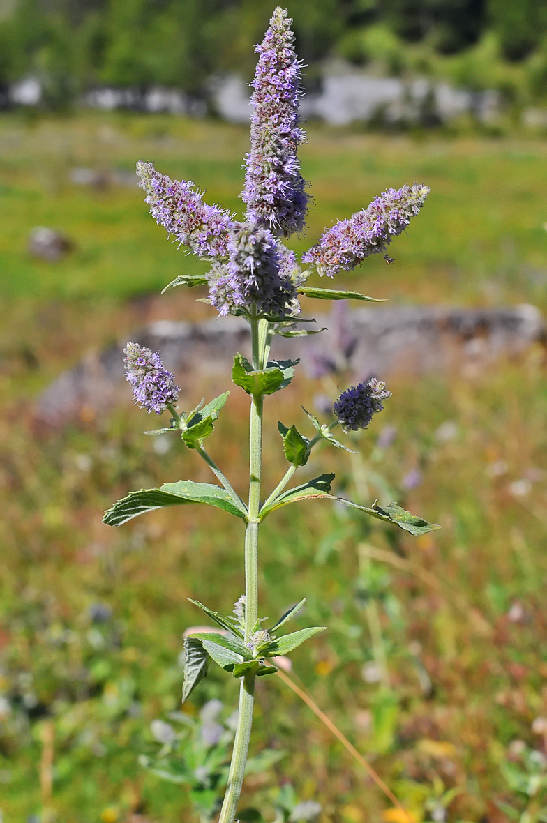 Mentha longifolia