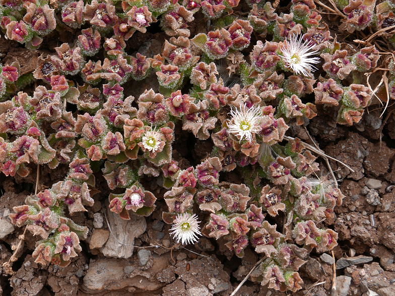 Mesambryanthemum crystallinum