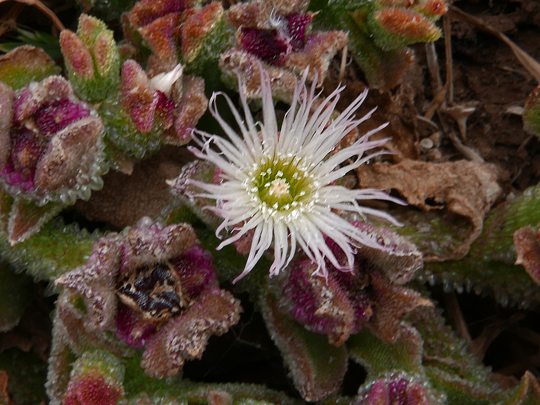 Mesambryanthemum crystallinum