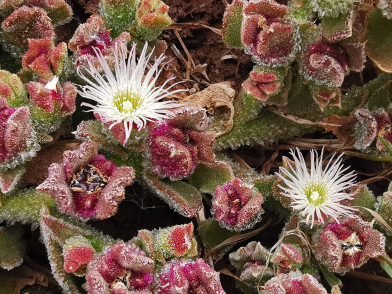 Mesambryanthemum crystallinum