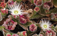 Mesambryanthemum crystallinum