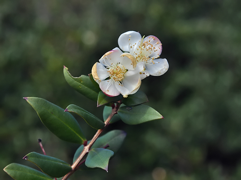 Myrtus communis