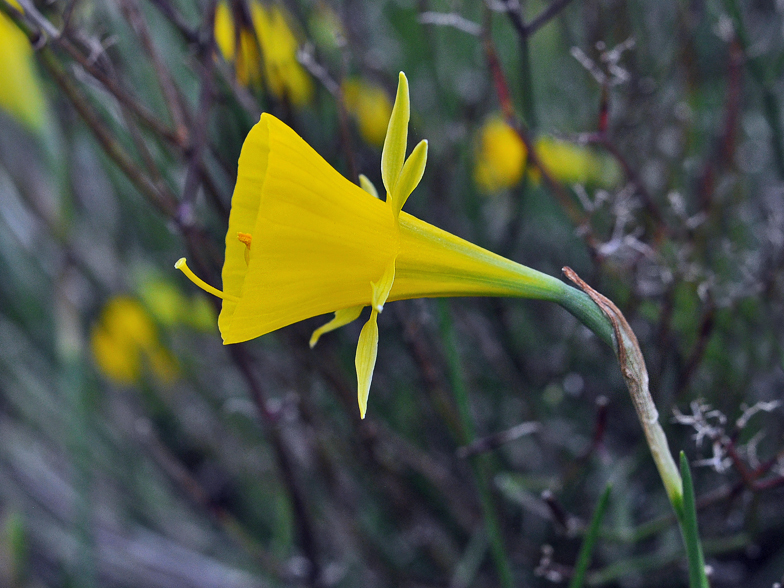 Narcissus bulbocodium
