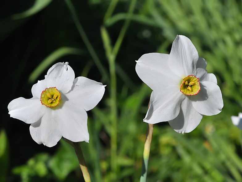 Narcissus poeticus