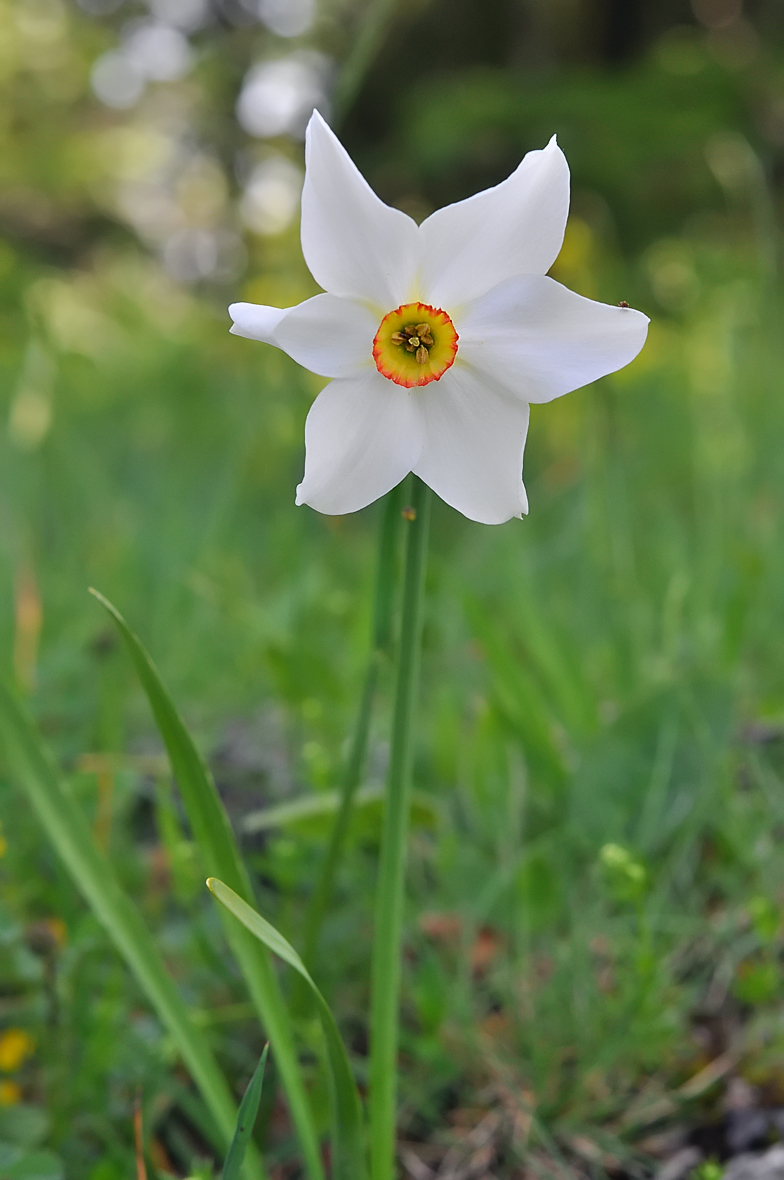 Narcissus poeticus