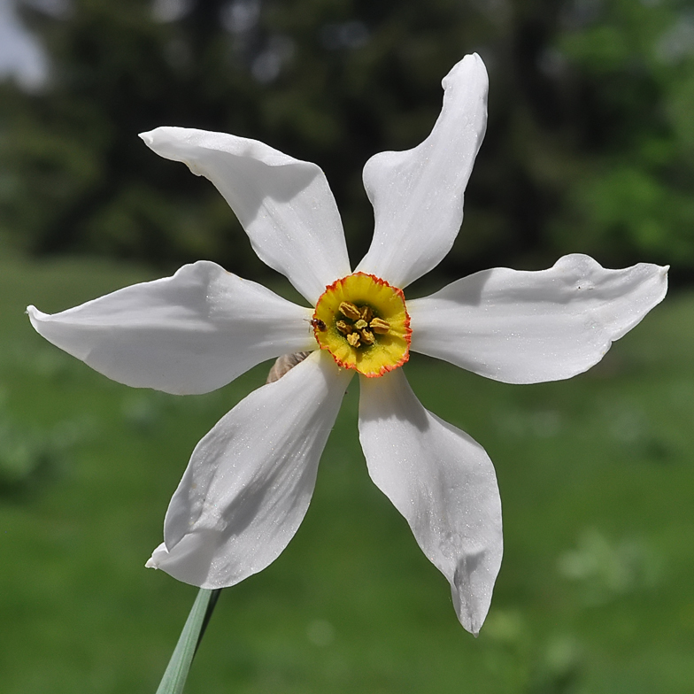 Narcissus poeticus