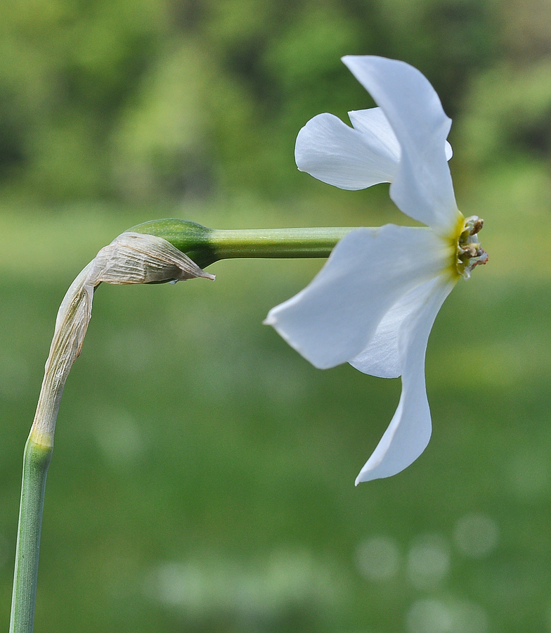 Narcissus poeticus