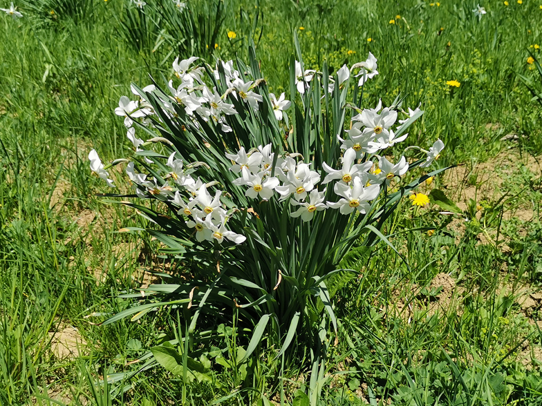 Narcissus poeticus