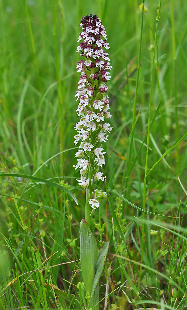 Neotinea ustulata Confort