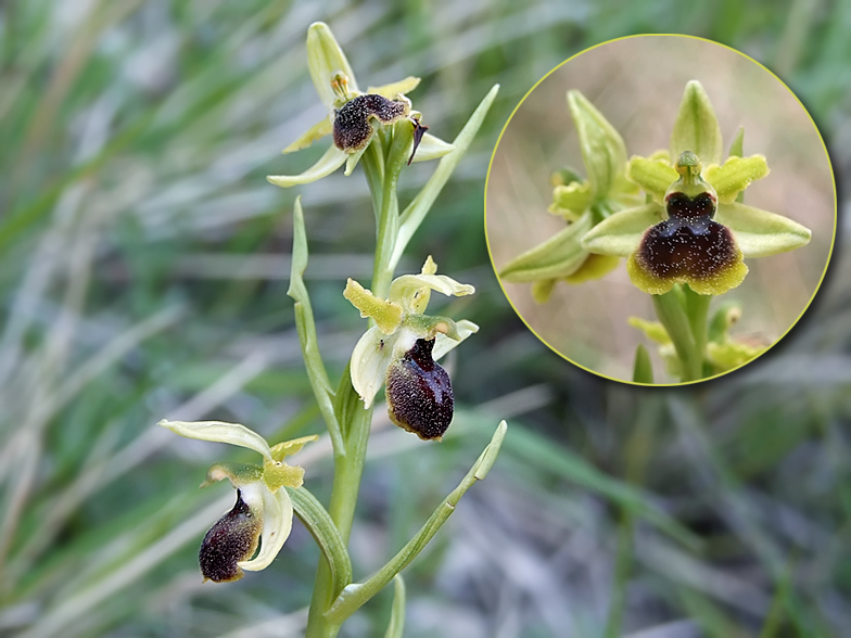 Ophrys araneola