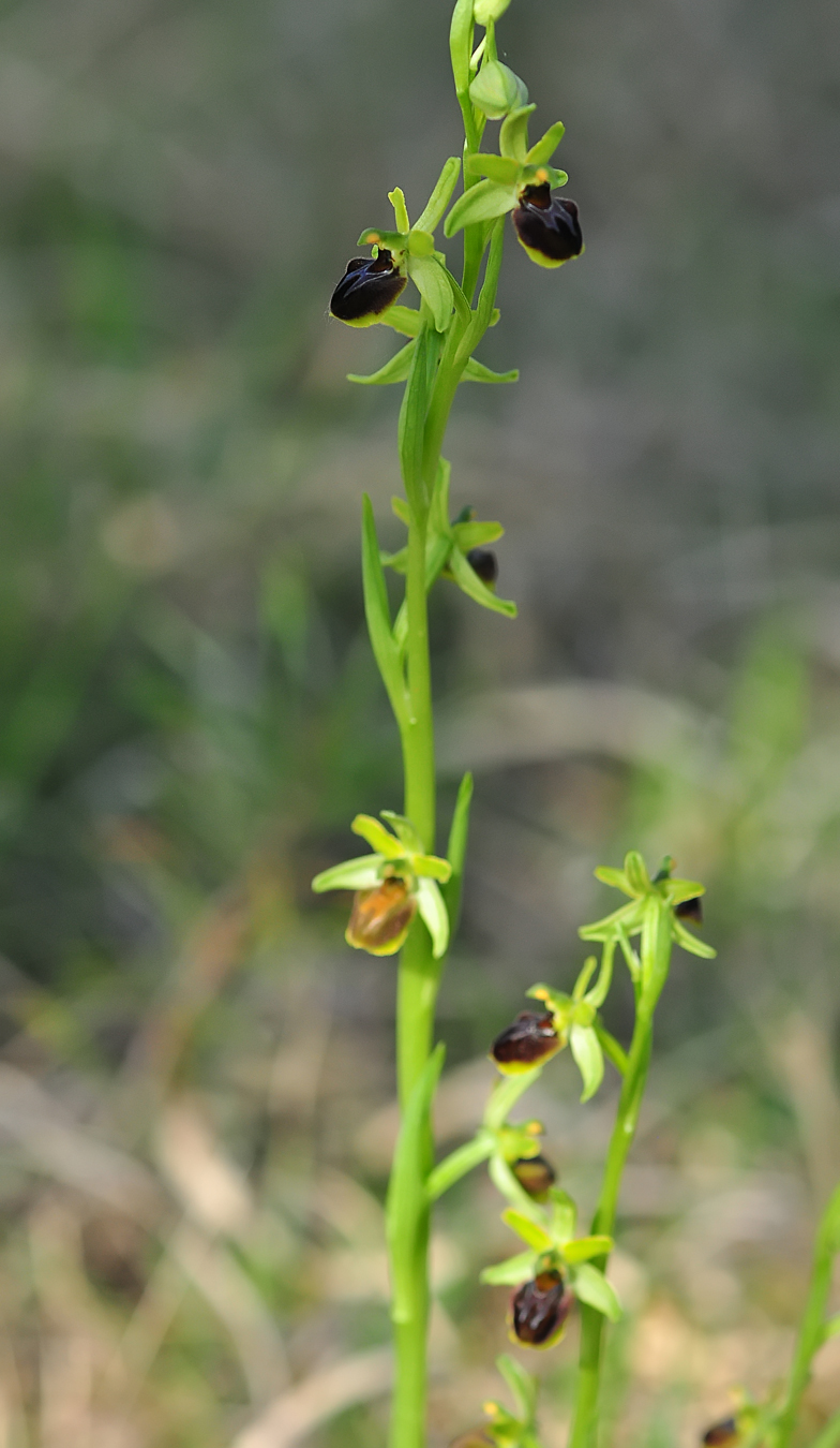 Ophrys araneola