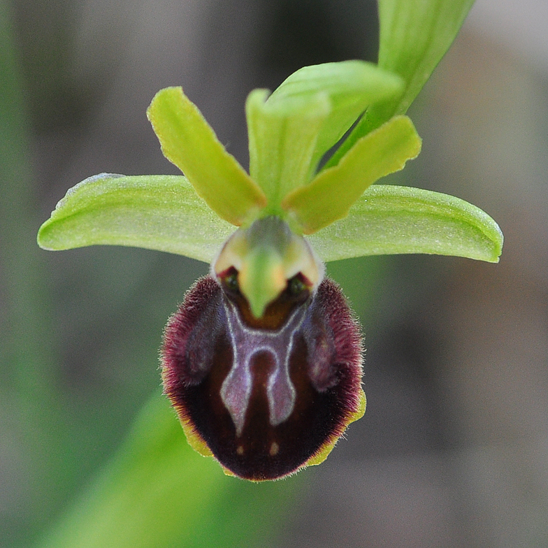 Ophrys araneola