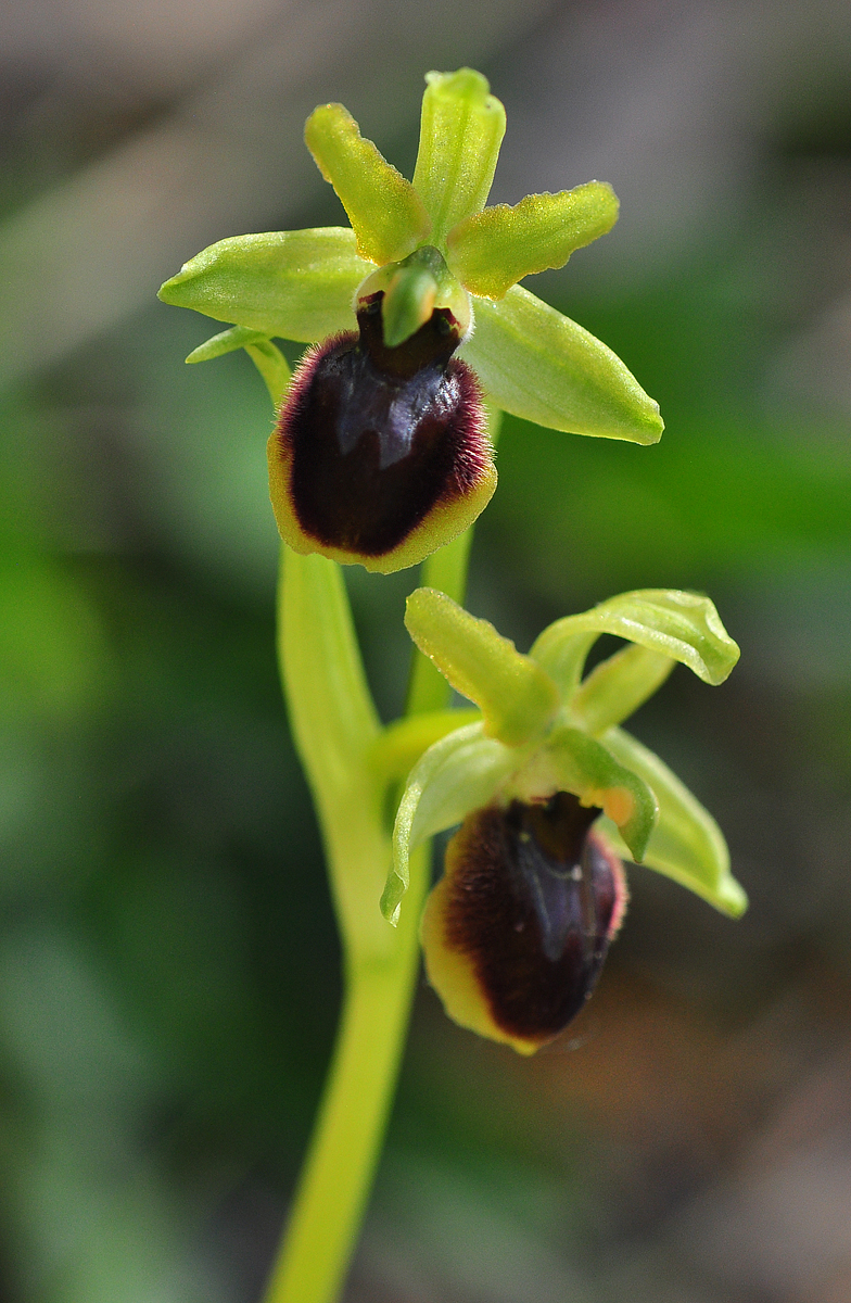 Ophrys araneola