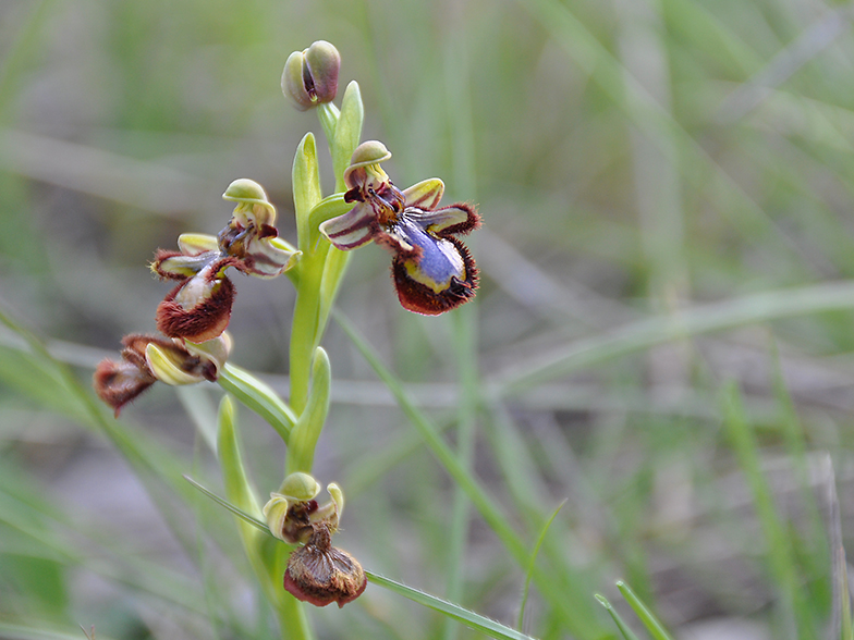 Ophrys ciliata