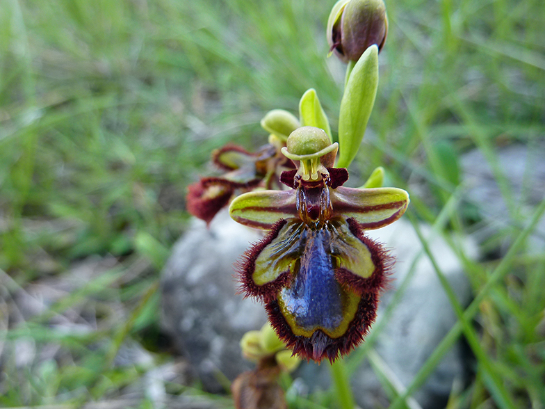 Ophrys ciliata