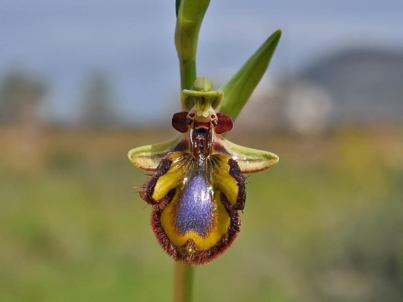 Ophrys ciliata