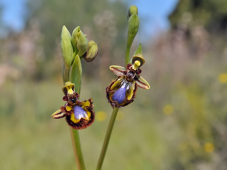 Ophrys ciliata