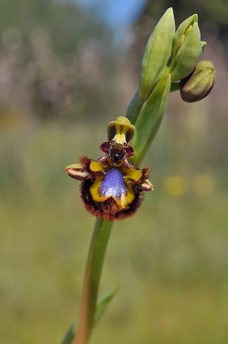 Ophrys ciliata