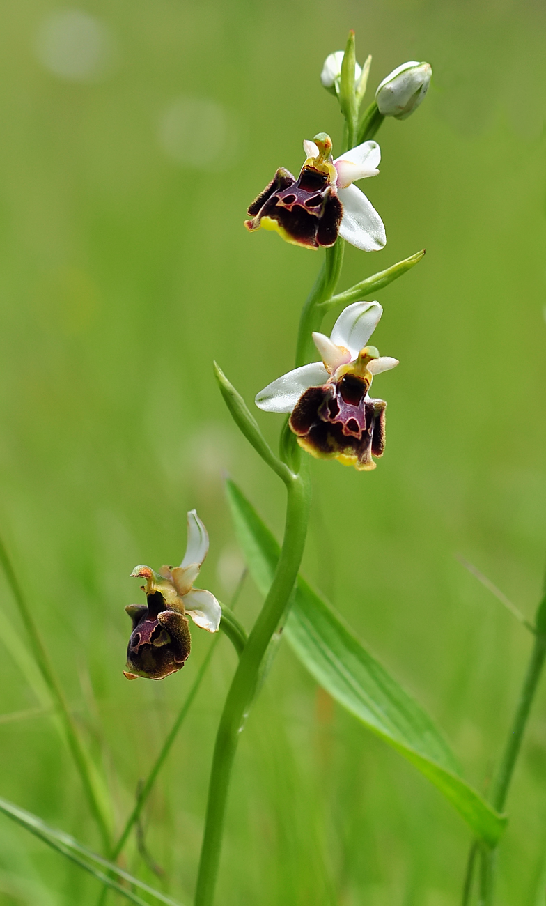 Ophrys fuciflora