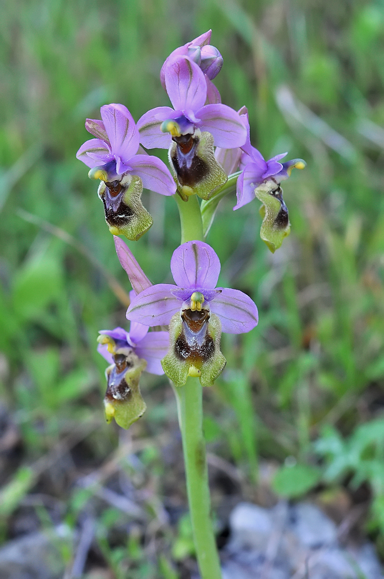 Ophrys tenthredinifera