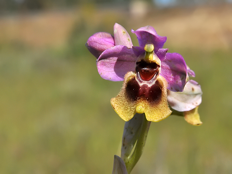 Ophrys tenthredinifera