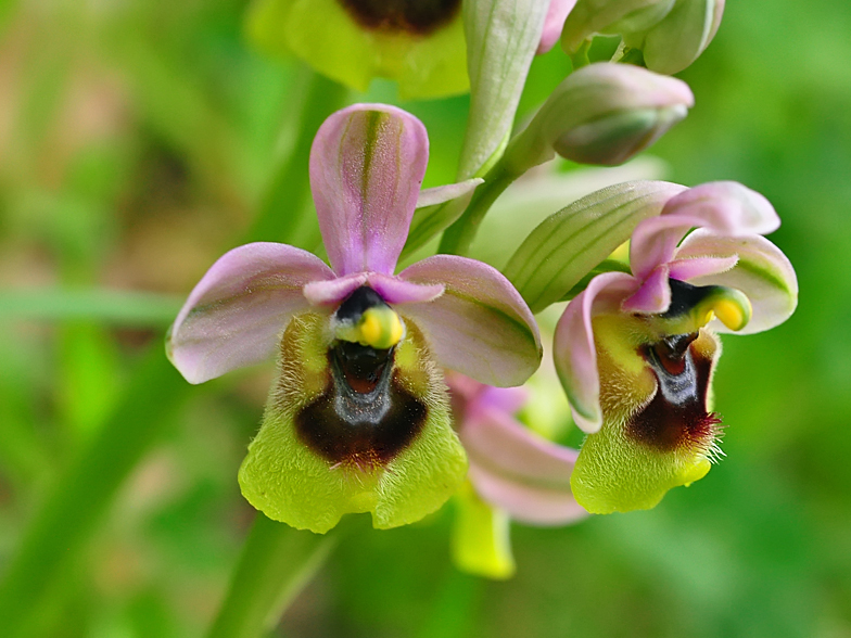 Ophrys tenthredinifera ssp. grandiflora