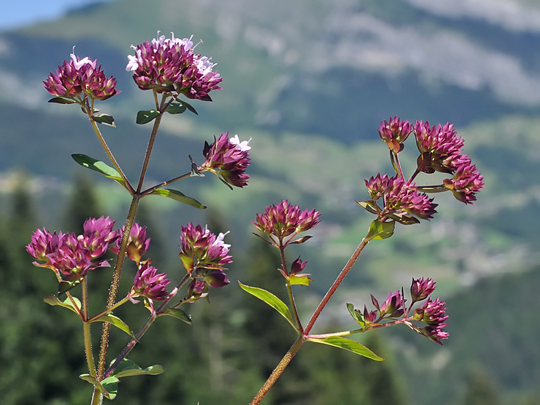 Origanum vulgare