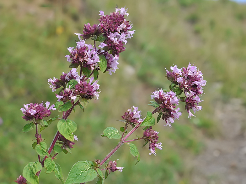 Origanum vulgare