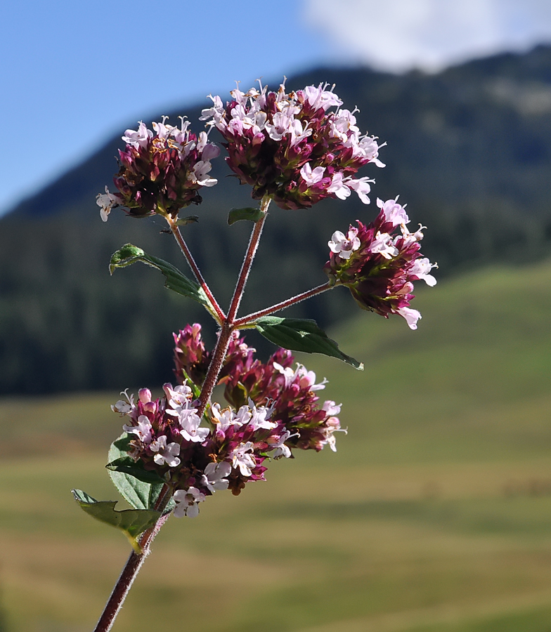 Origanum vulgare