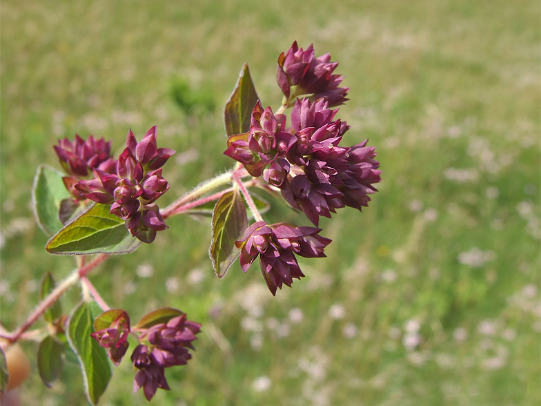 Origanum vulgare