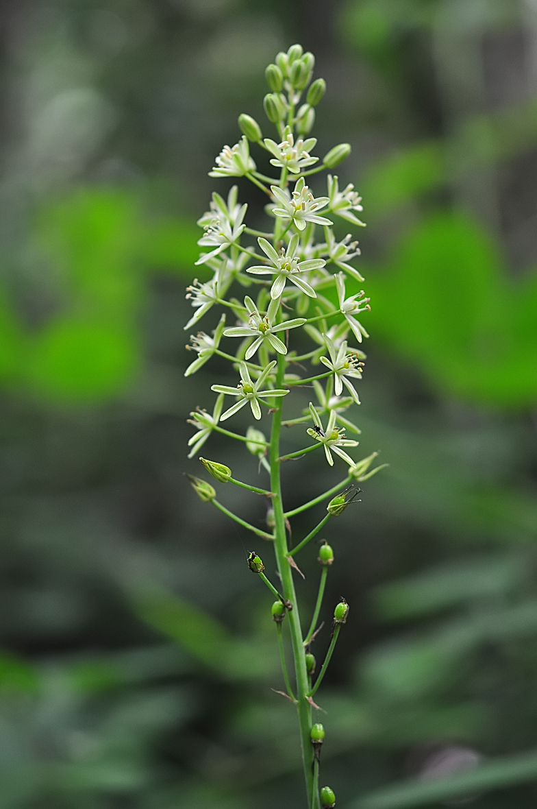 Ornithogalum pyrenaicum