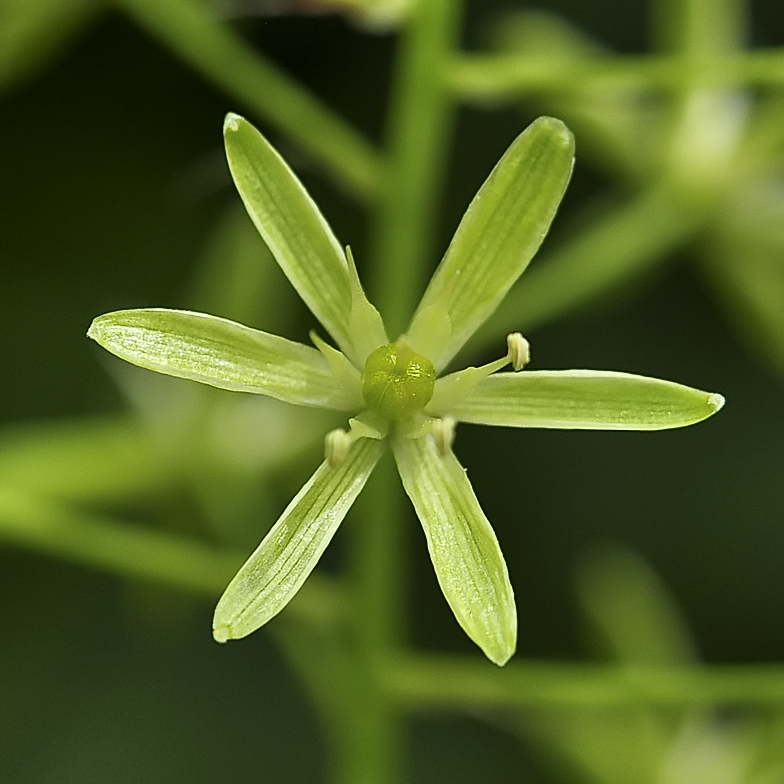 Ornithogalum pyrenaicum