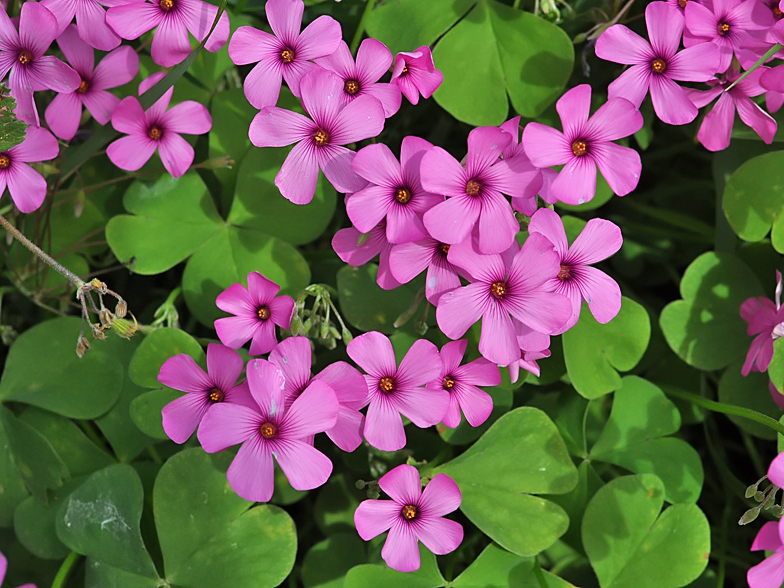 Oxalis articulata