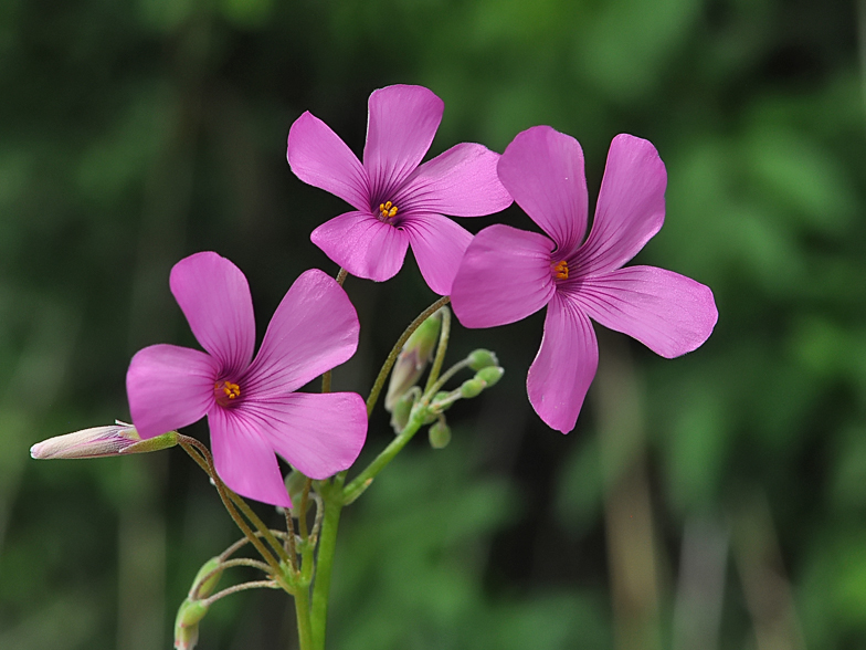 Oxalis articulata