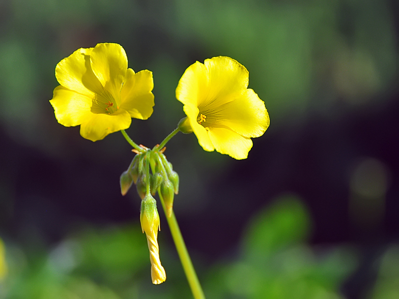 Oxalis pes caprae