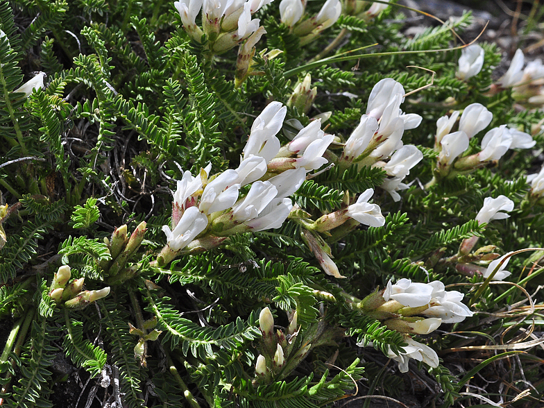 Oxytropis fetida
