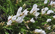 Oxytropis fetida