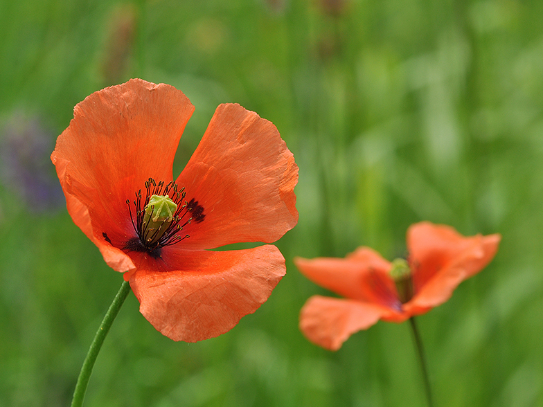 Papaver dubium