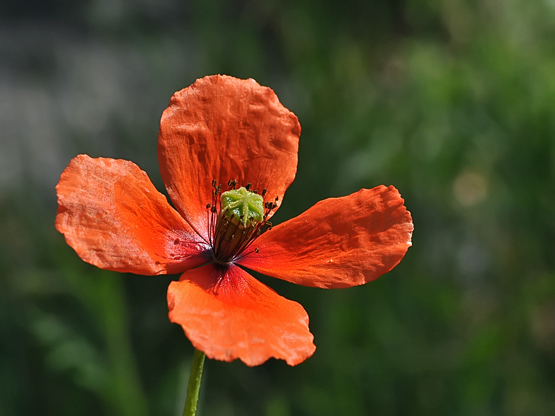 Papaver dubium