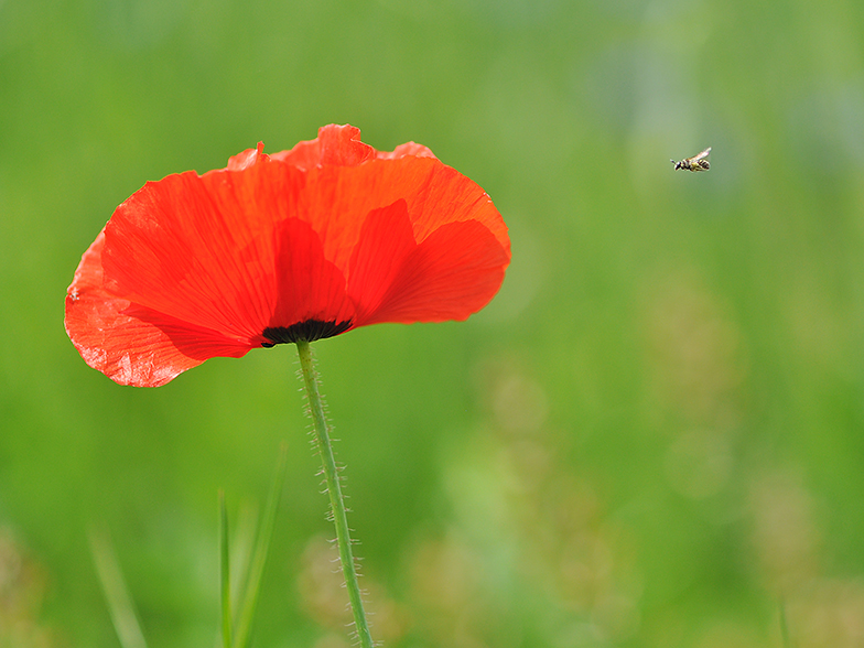 Papaver rhoeas