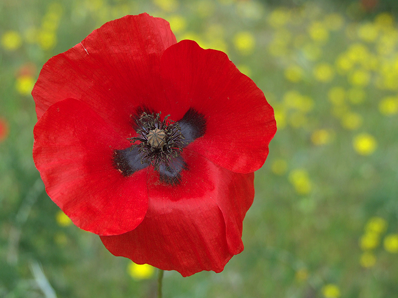 Papaver rhoeas